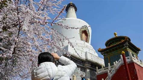 北海哪裏有櫻桃園：從多重視角探討這神秘之地的魅力